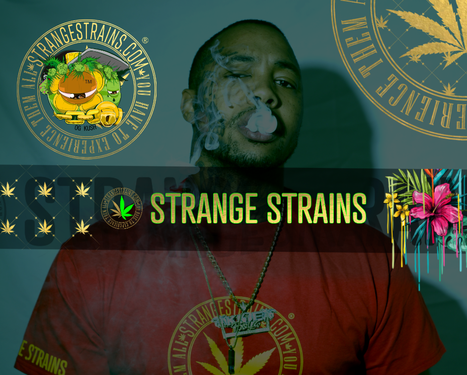 Image with text section